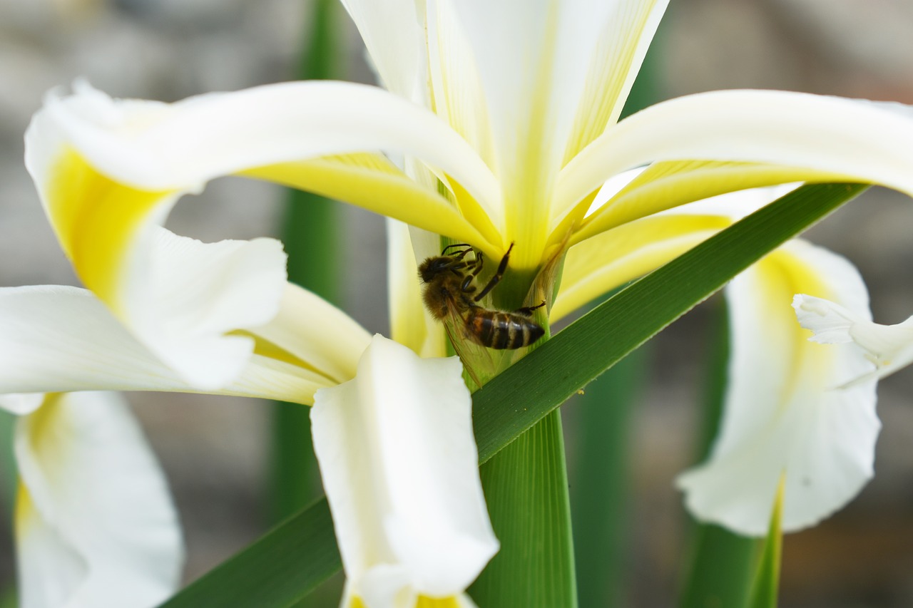 bee  pollen  plant free photo