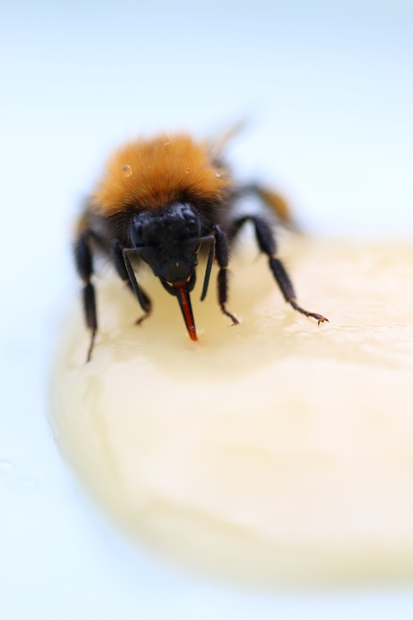 bee  honey  bumblebee free photo