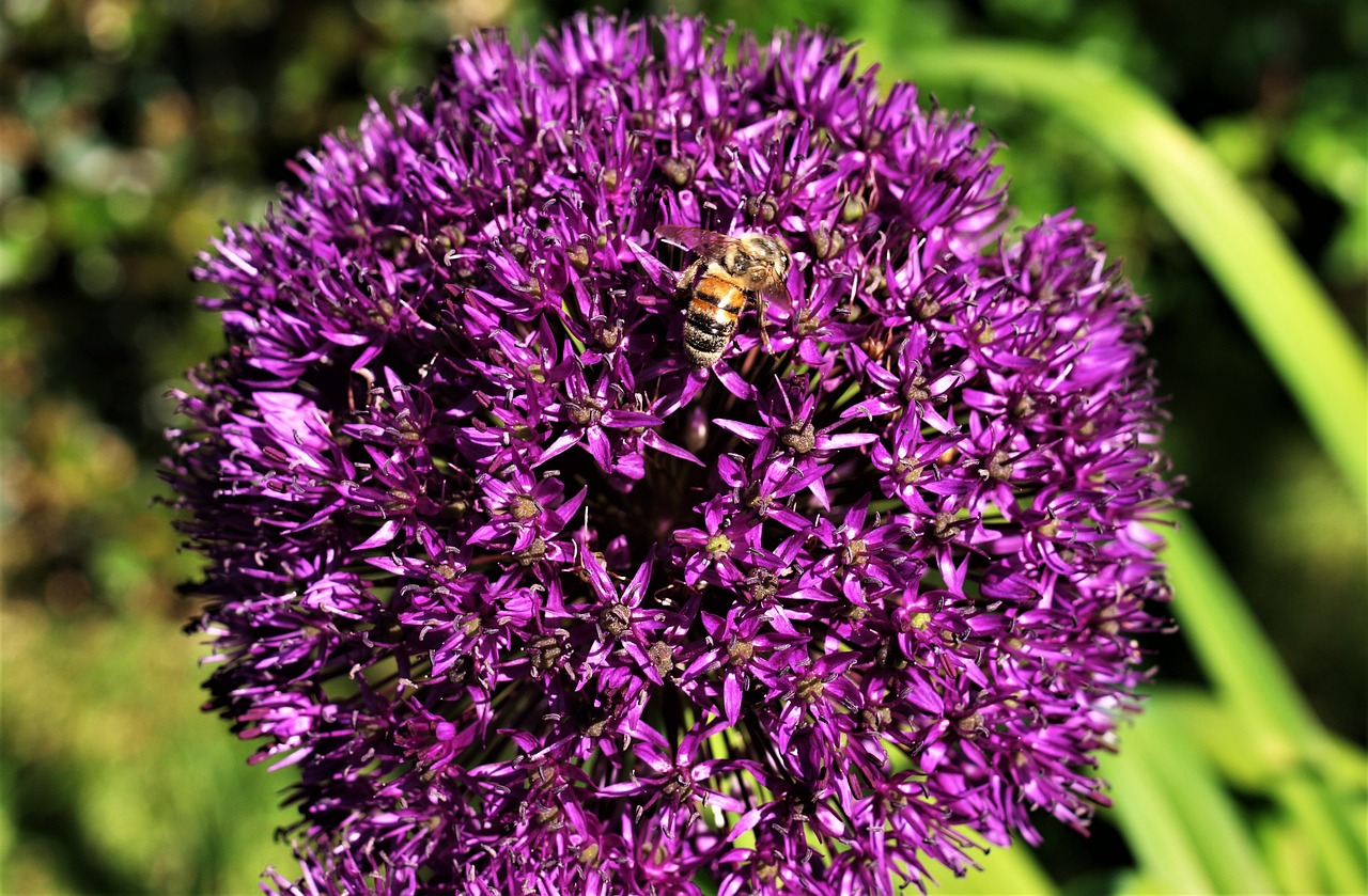 bee  alum  flower free photo