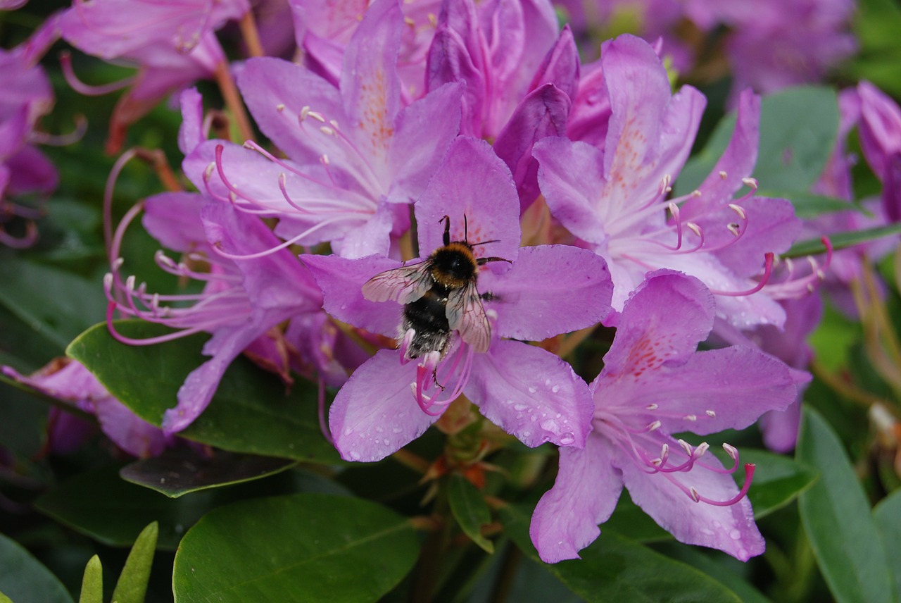 bee rhododendron flower free photo