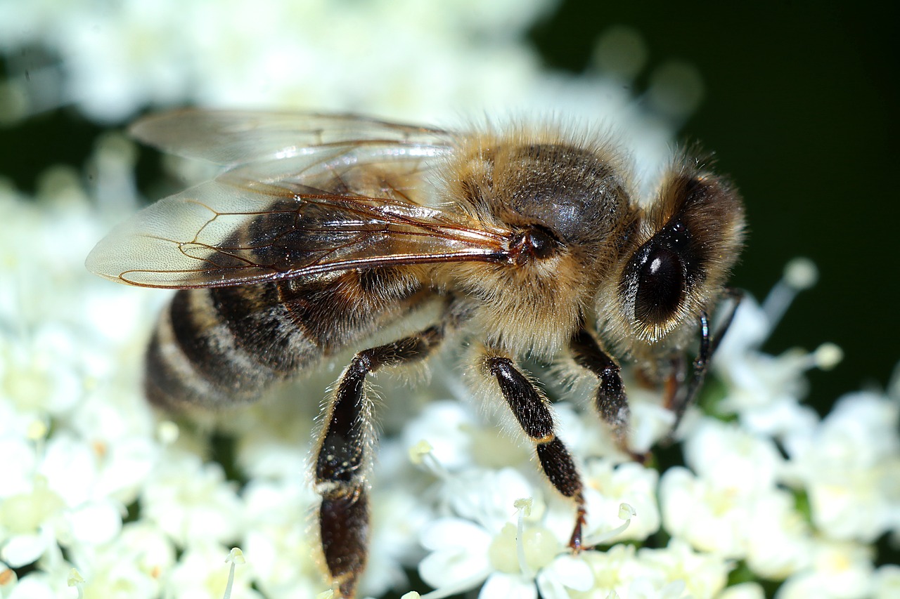 bee  insect  macro free photo