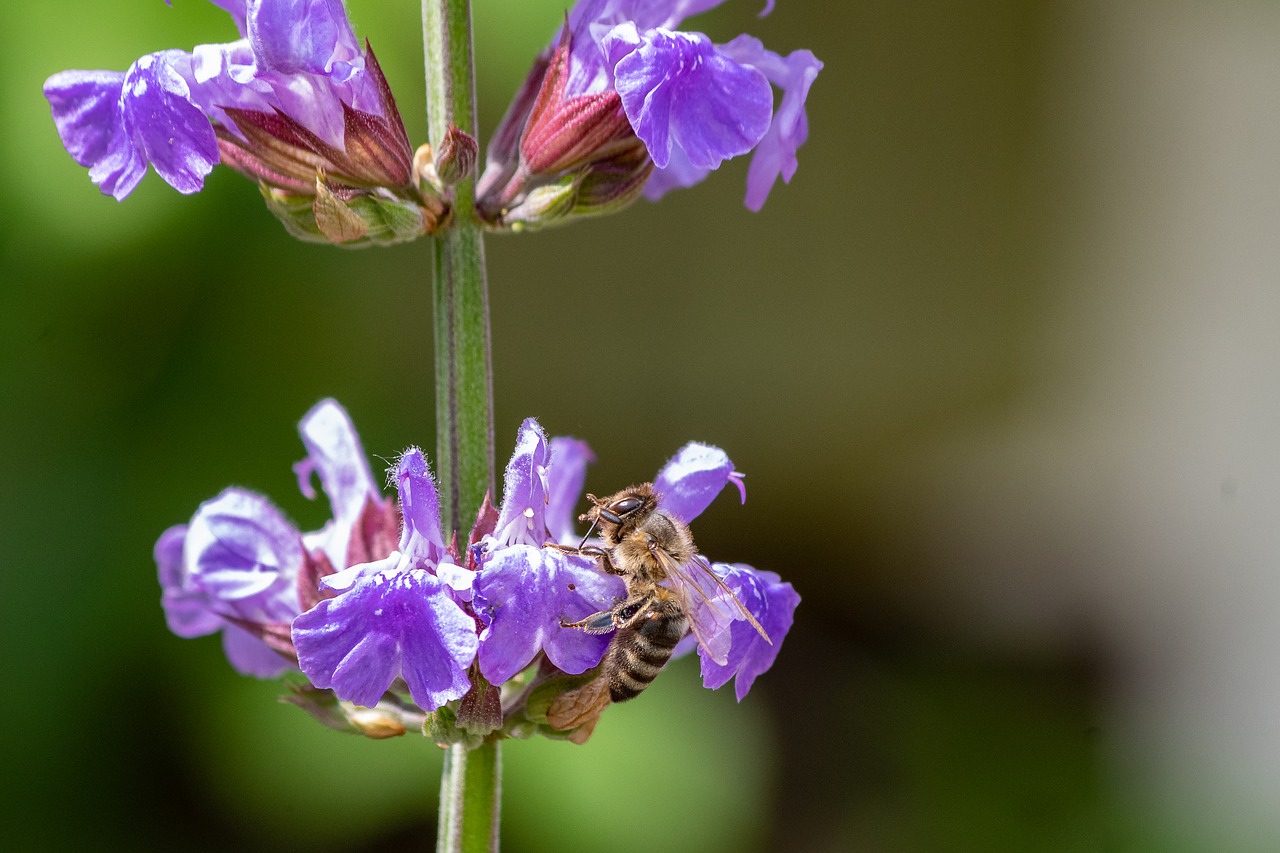 bee  sage  medicinal plant free photo