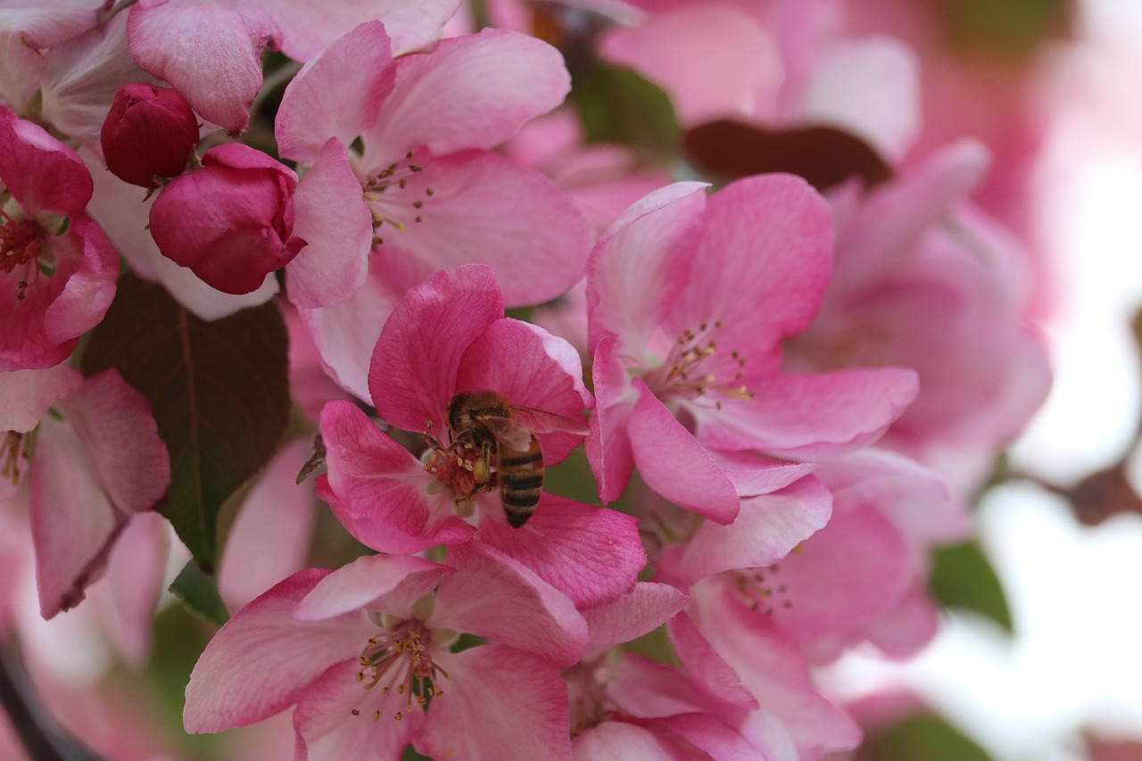 bee  pink  flower free photo