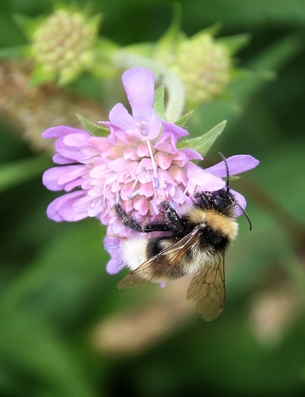 bee  flower  blossom free photo