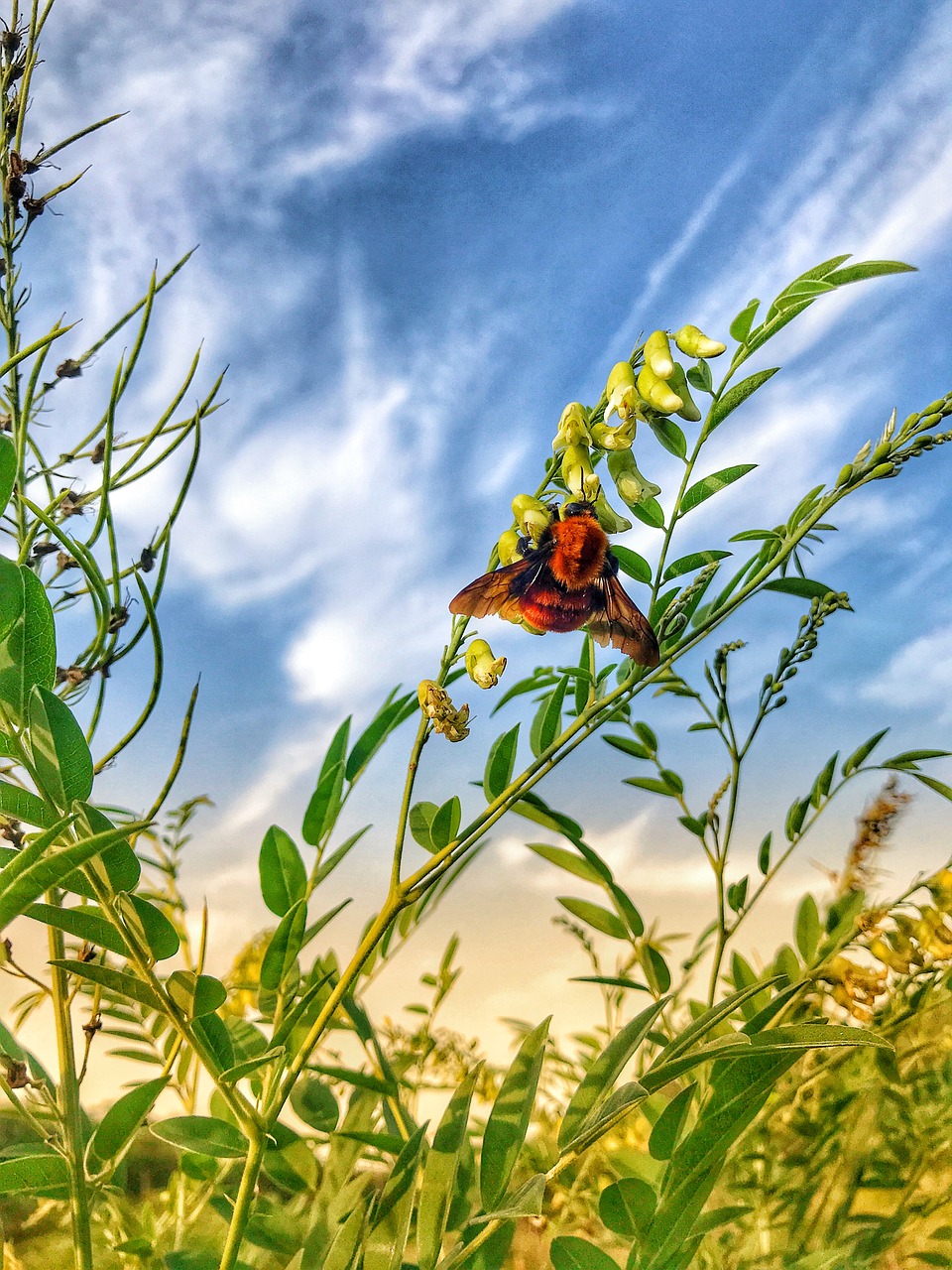 bee  blue sky  grass free photo