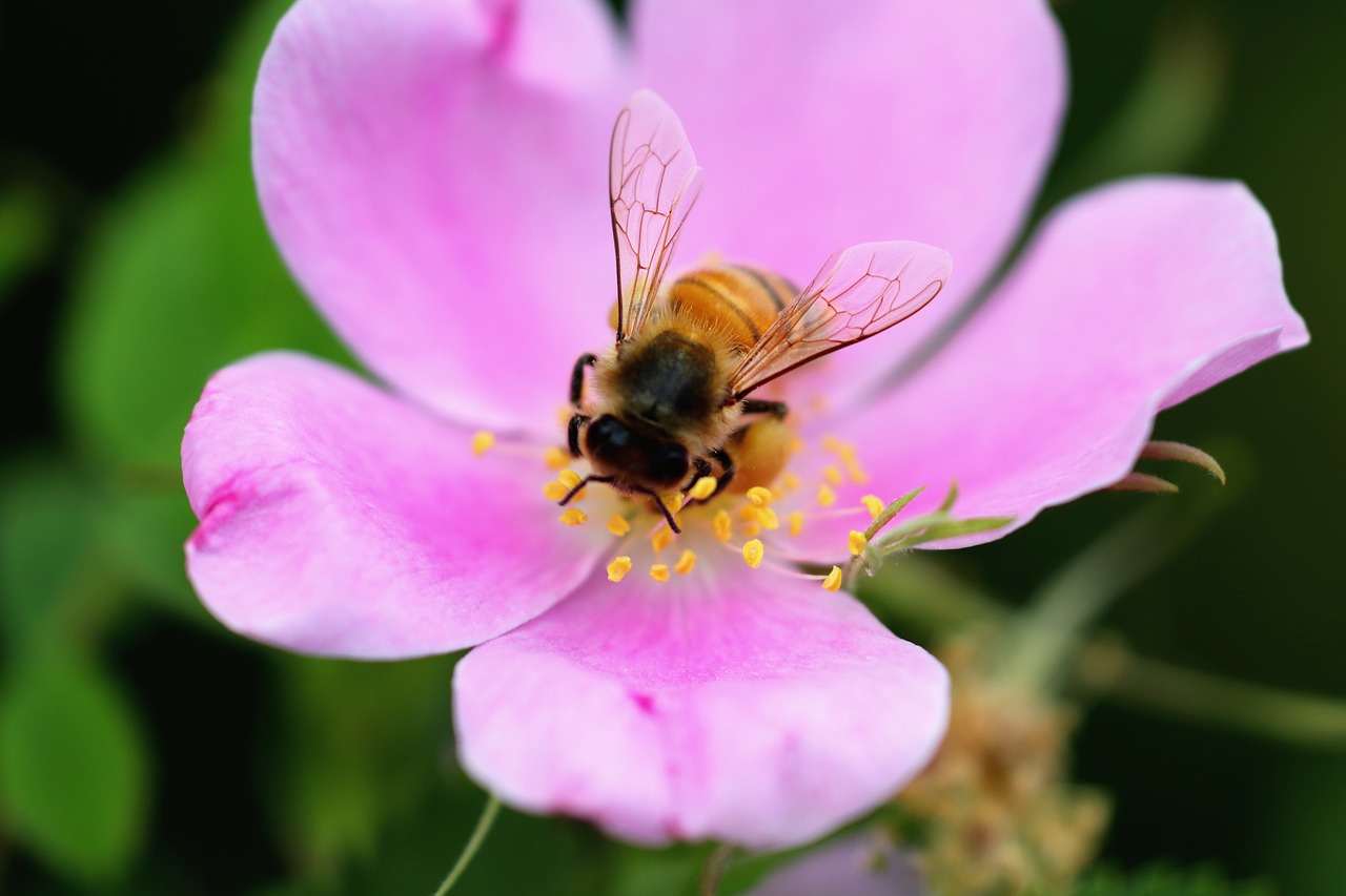 bee  flower  spring free photo