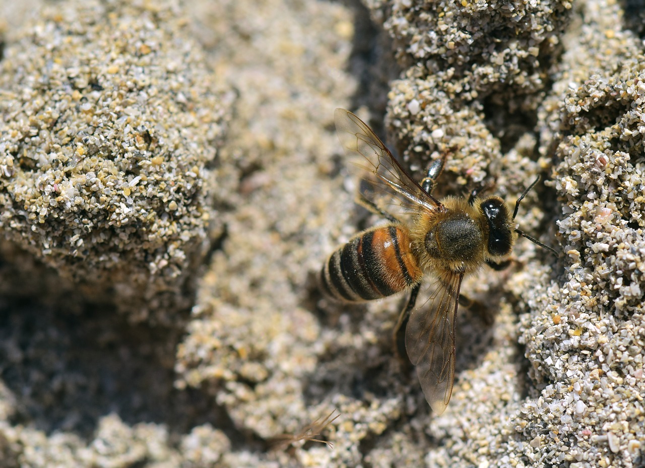 bee  sand  insect free photo