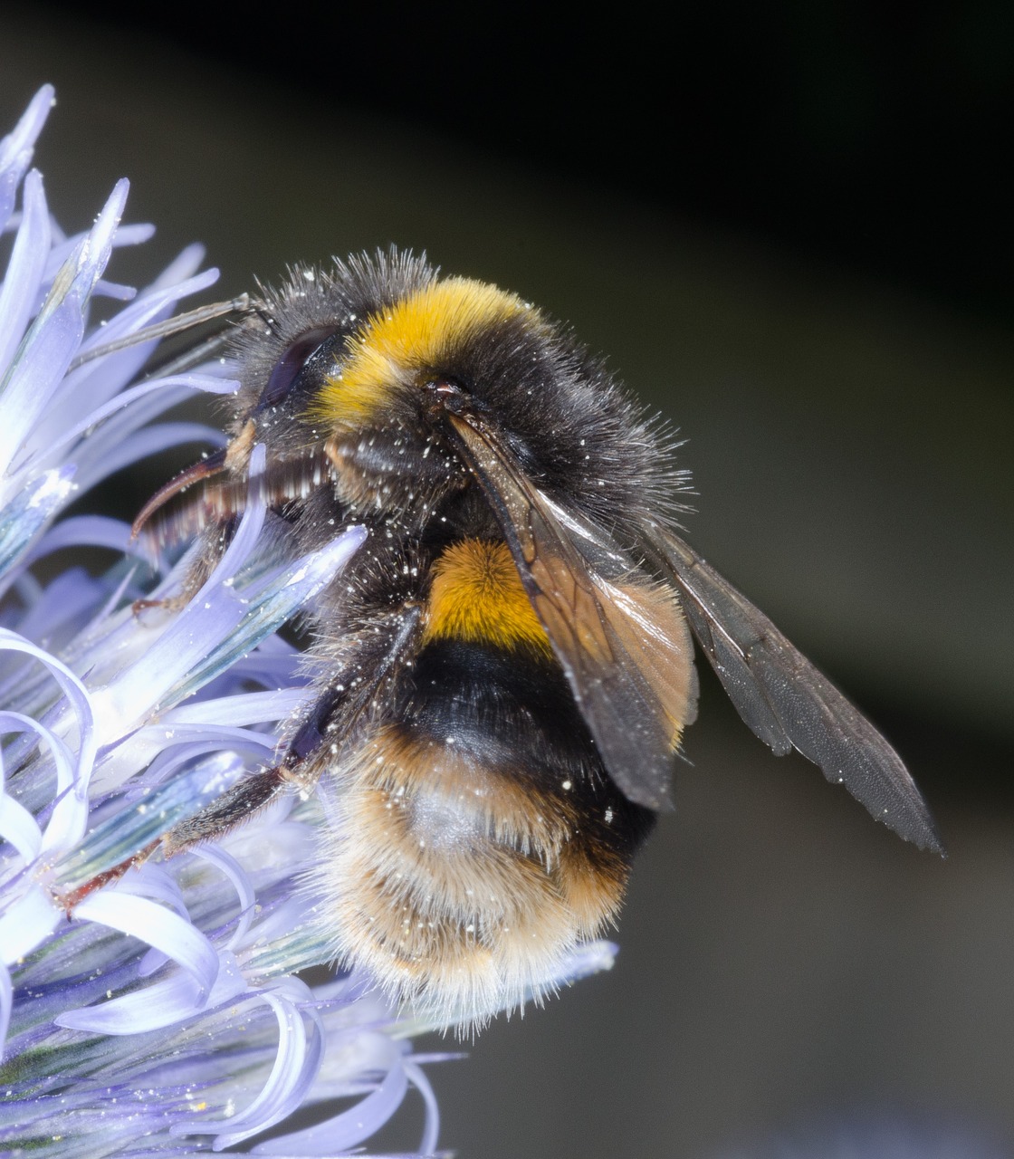 bee  insect  summer free photo