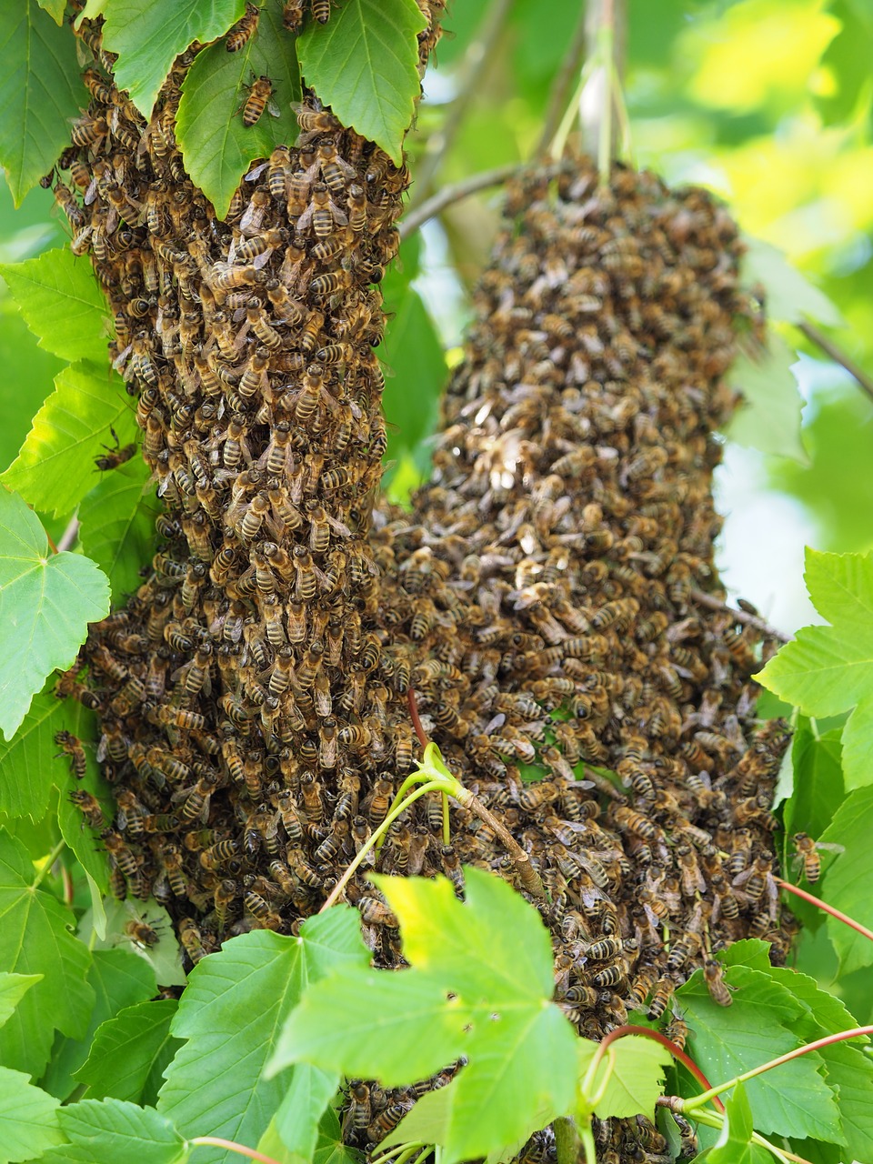 bee  swarm  bee swarm free photo