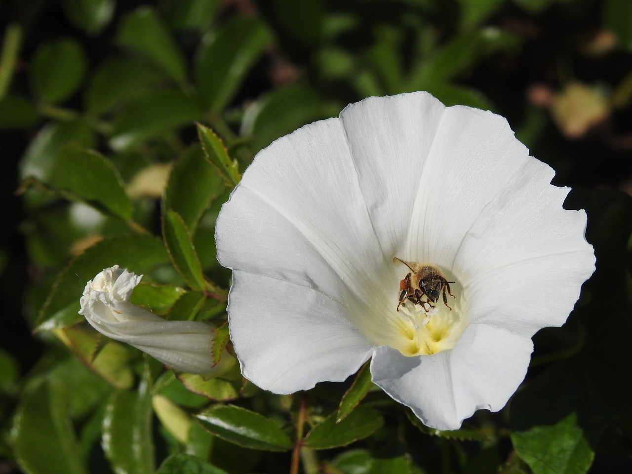 bee  flower  insect free photo
