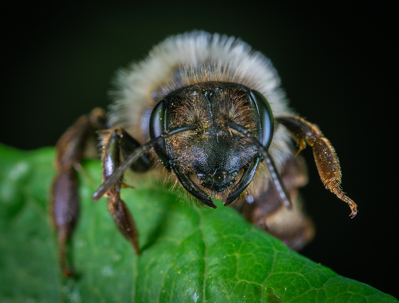 bee  macro  insect free photo