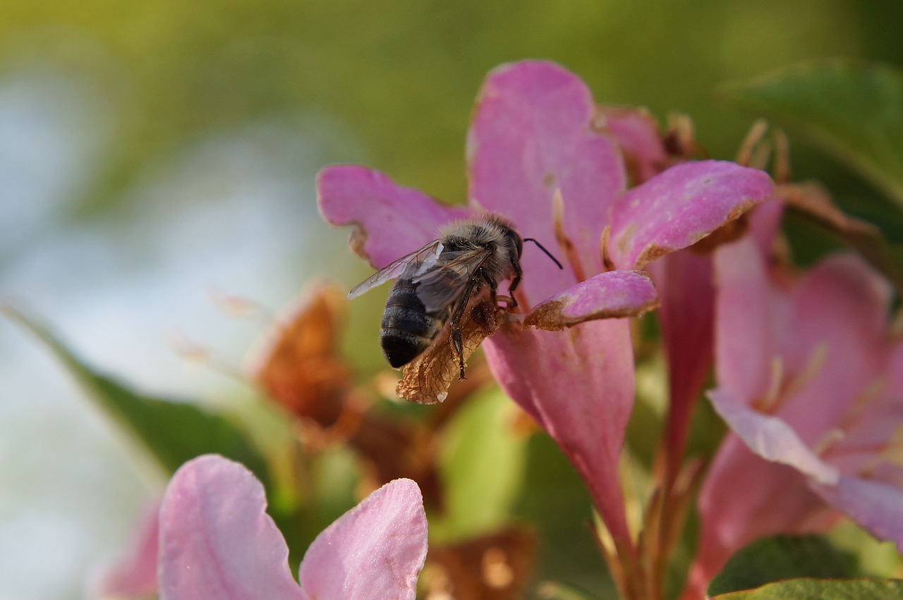 bee  animal  to hold on free photo