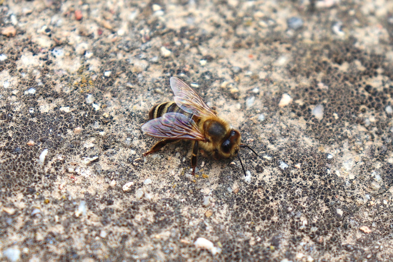 bee  macro  animal free photo