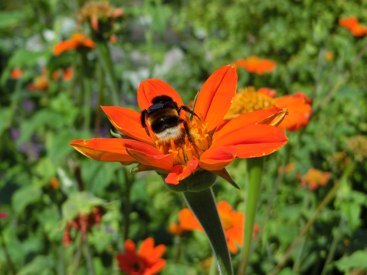 bee  flower  blossom free photo