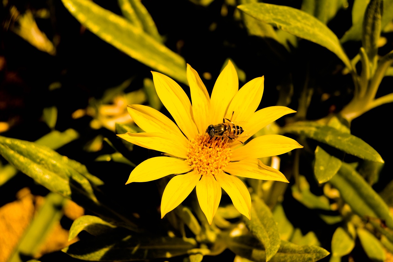 bee  flower  yellow free photo