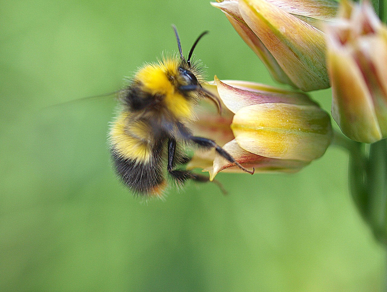 bee  nectar  insect free photo