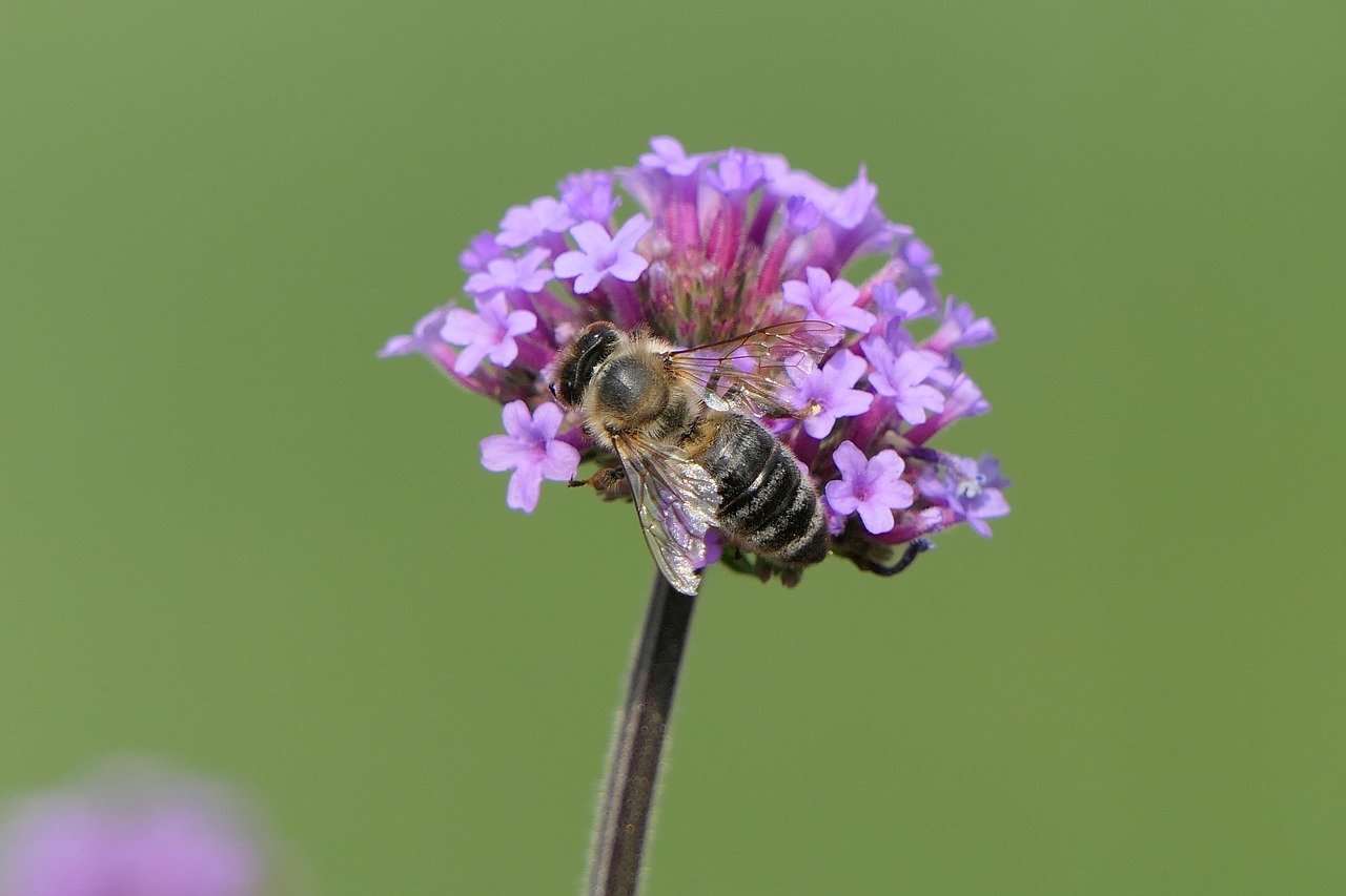 bee  flower  close up free photo