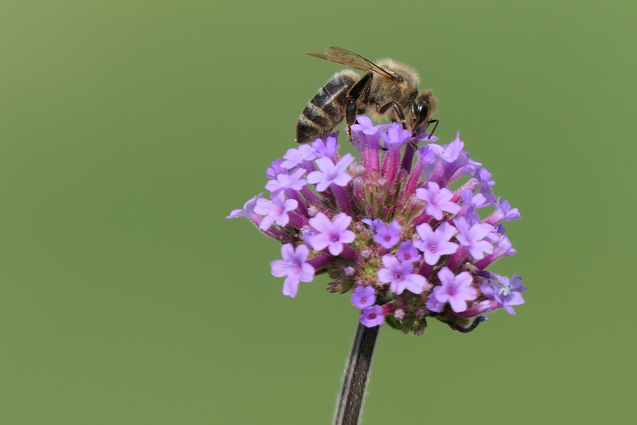 bee  flower  close up free photo