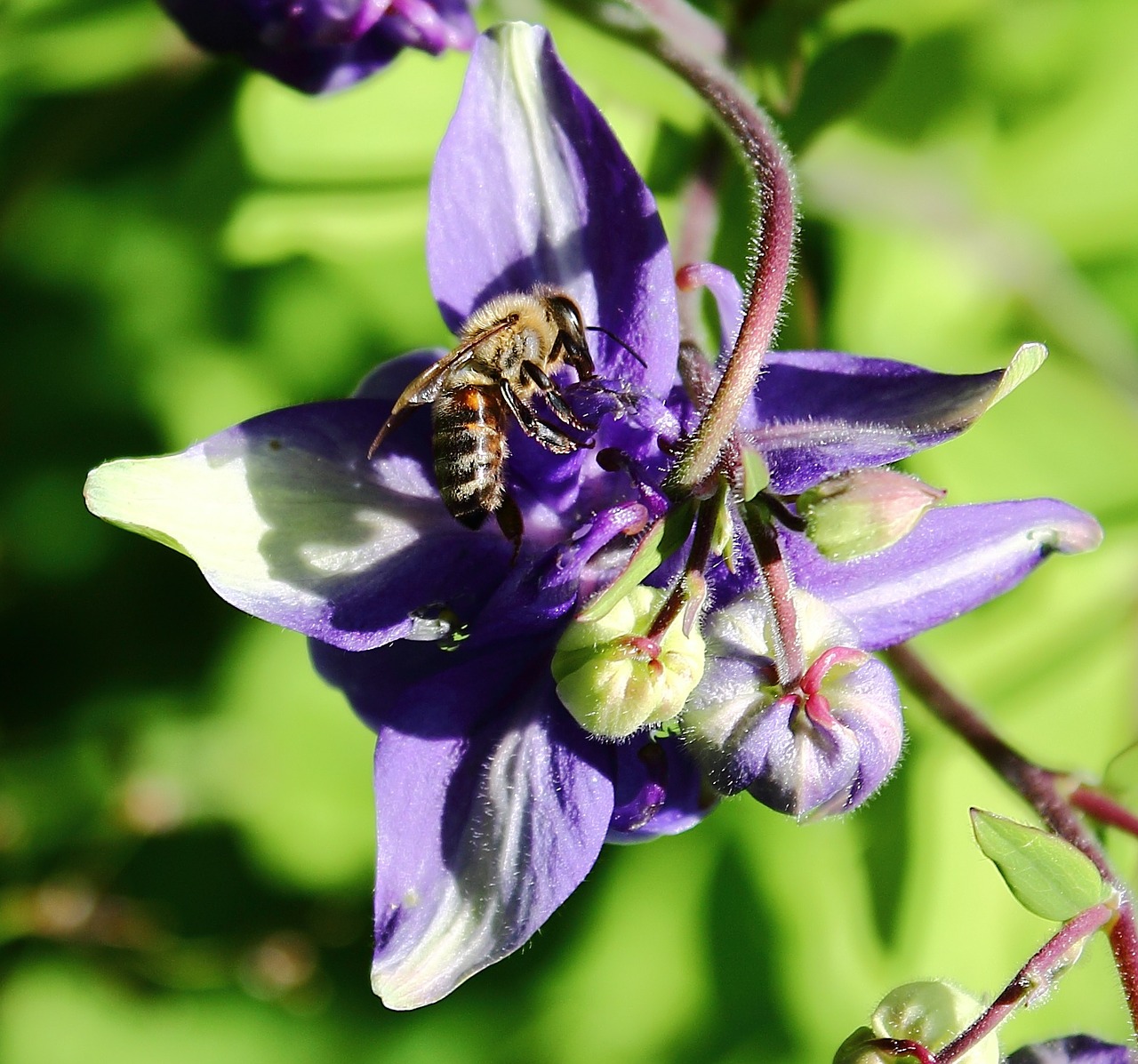 bee insect blossom free photo