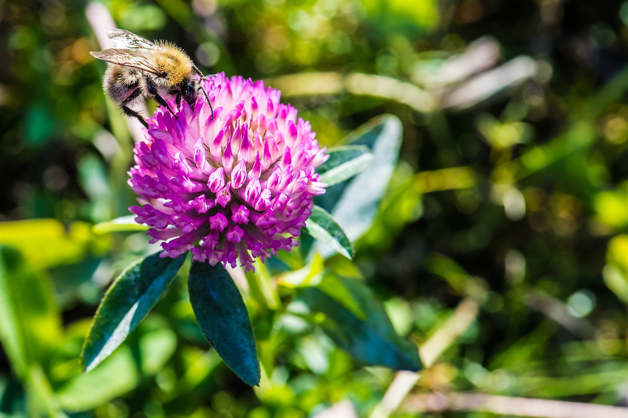 bee  flower  blossom free photo