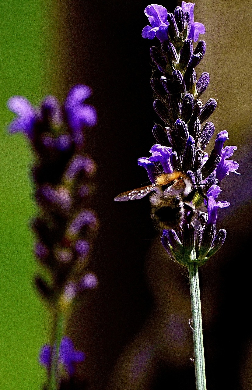 bee  flower  lavender free photo