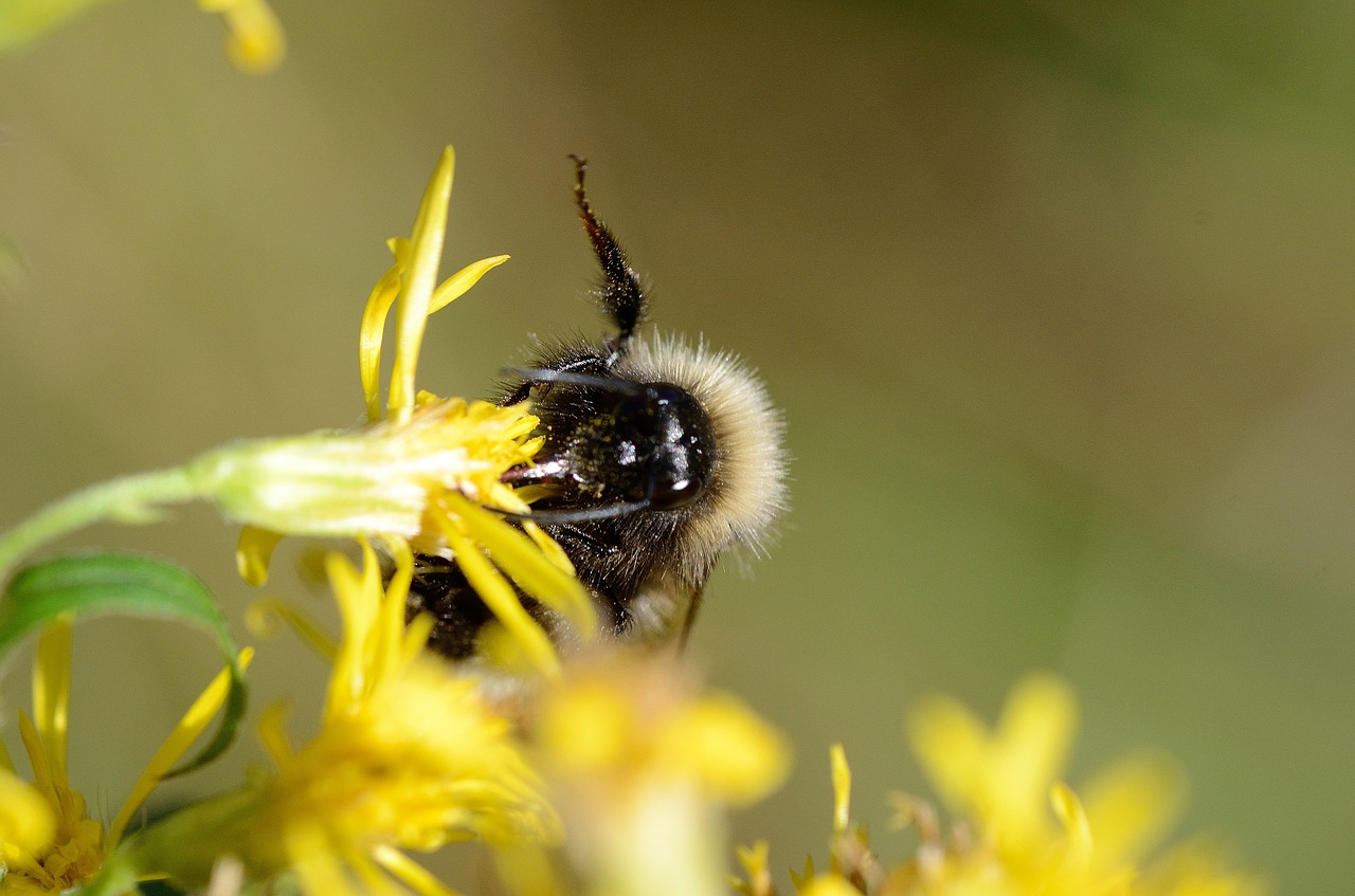 bee  flower  macro free photo