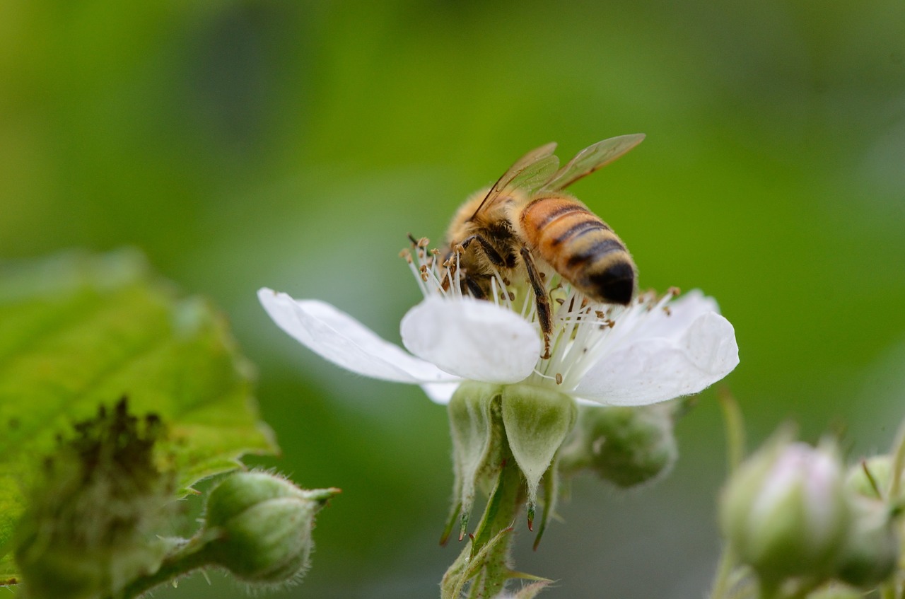 bee  flower  macro free photo