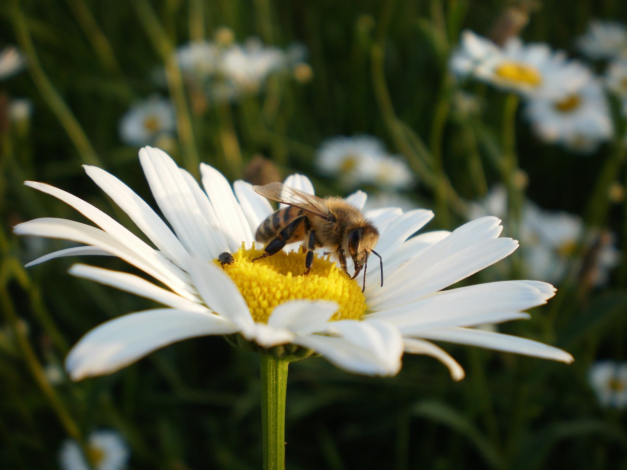 bee  daisy  flower free photo