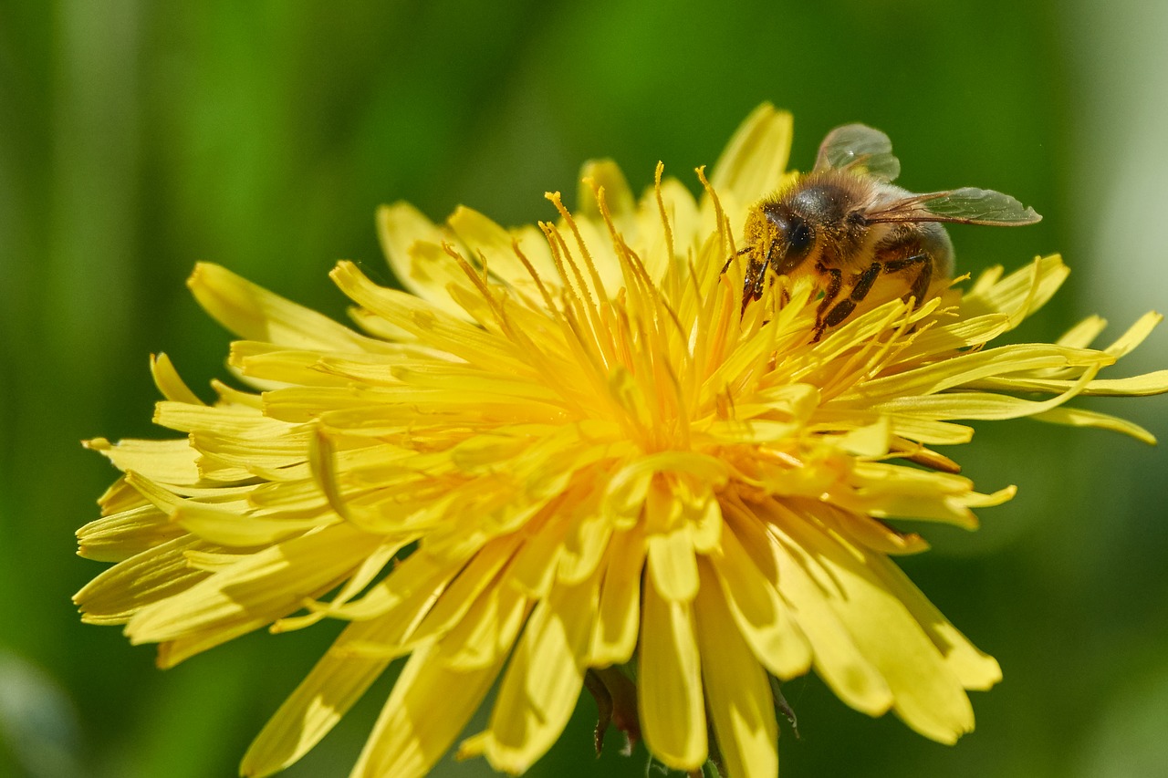 bee  flower  summer free photo