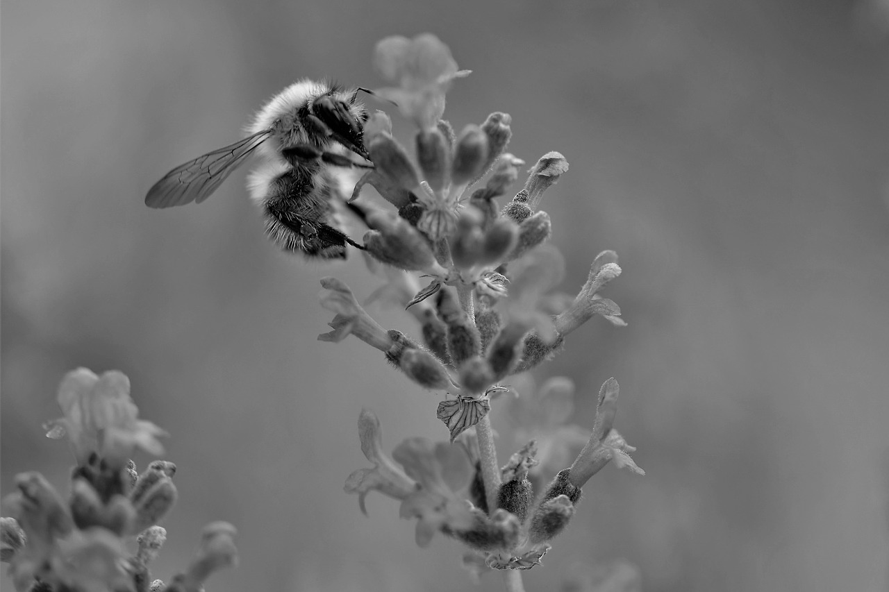 bee  lavender  black and white free photo