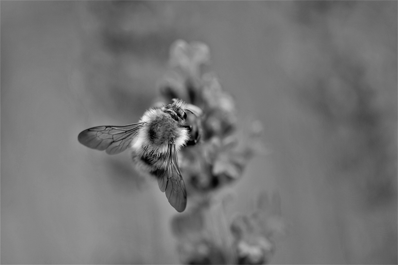 bee  lavender  black and white free photo