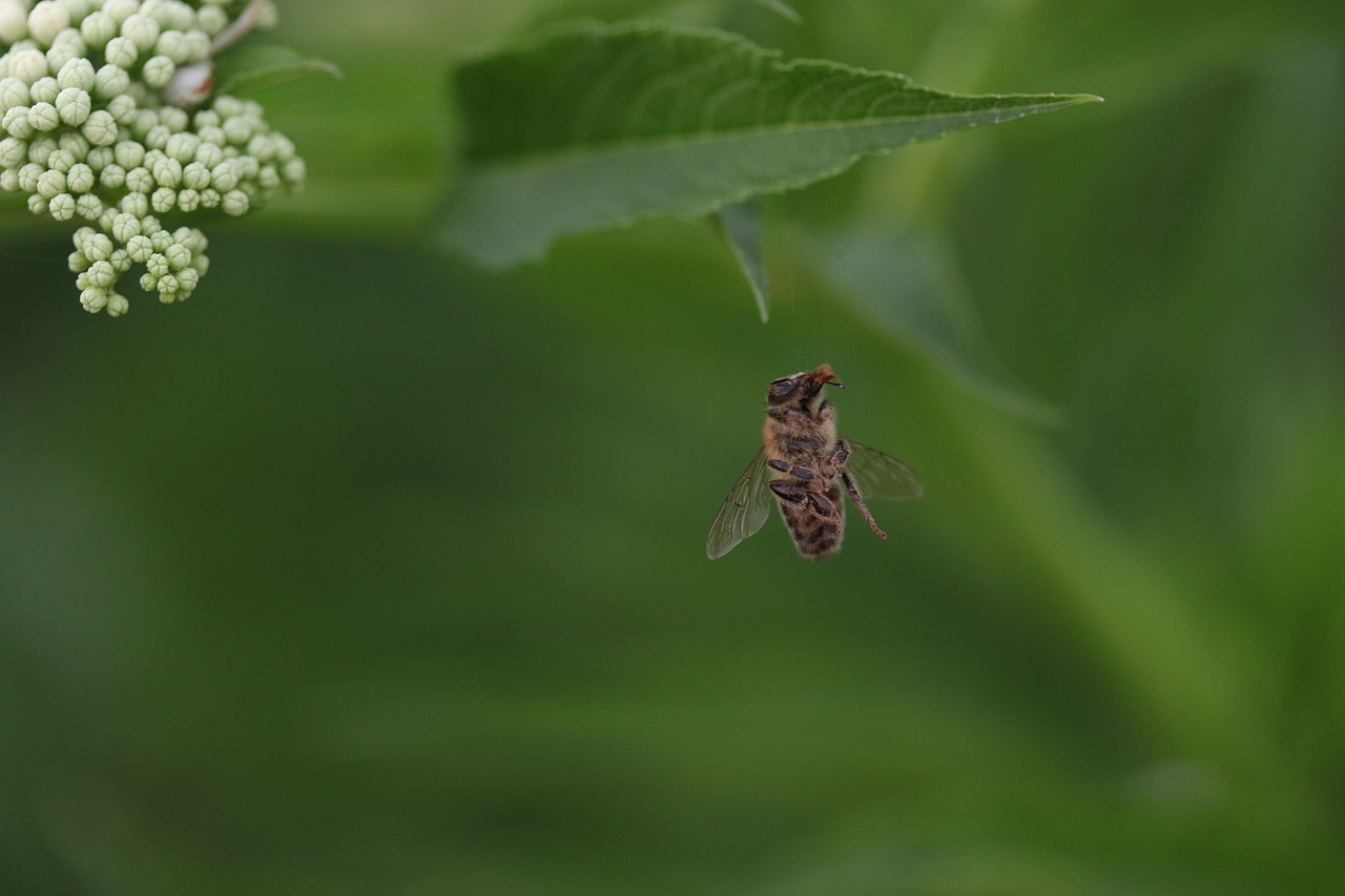 bee  insecta  flight free photo