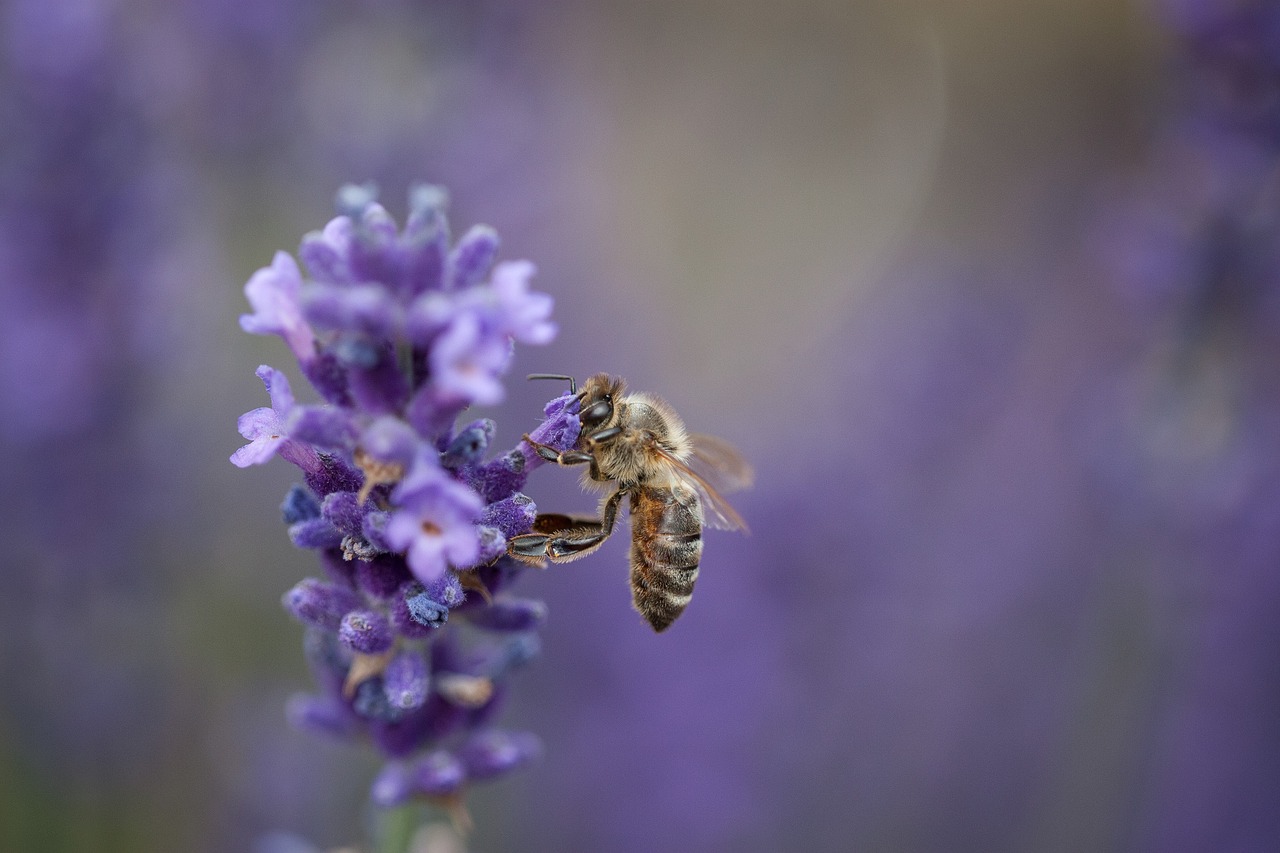 bee  insect  lavender free photo