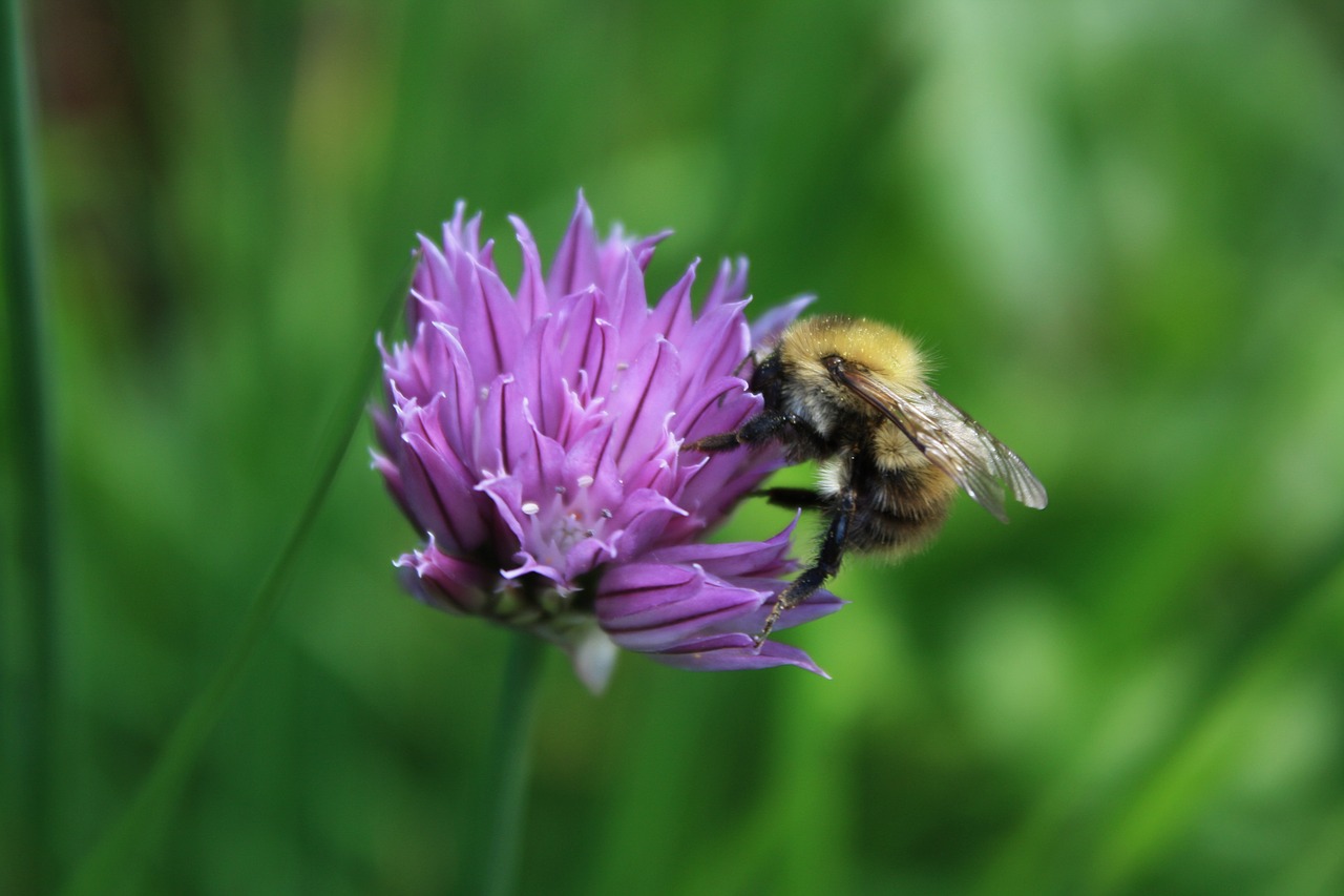 bee  gathering nectar  flying insect free photo