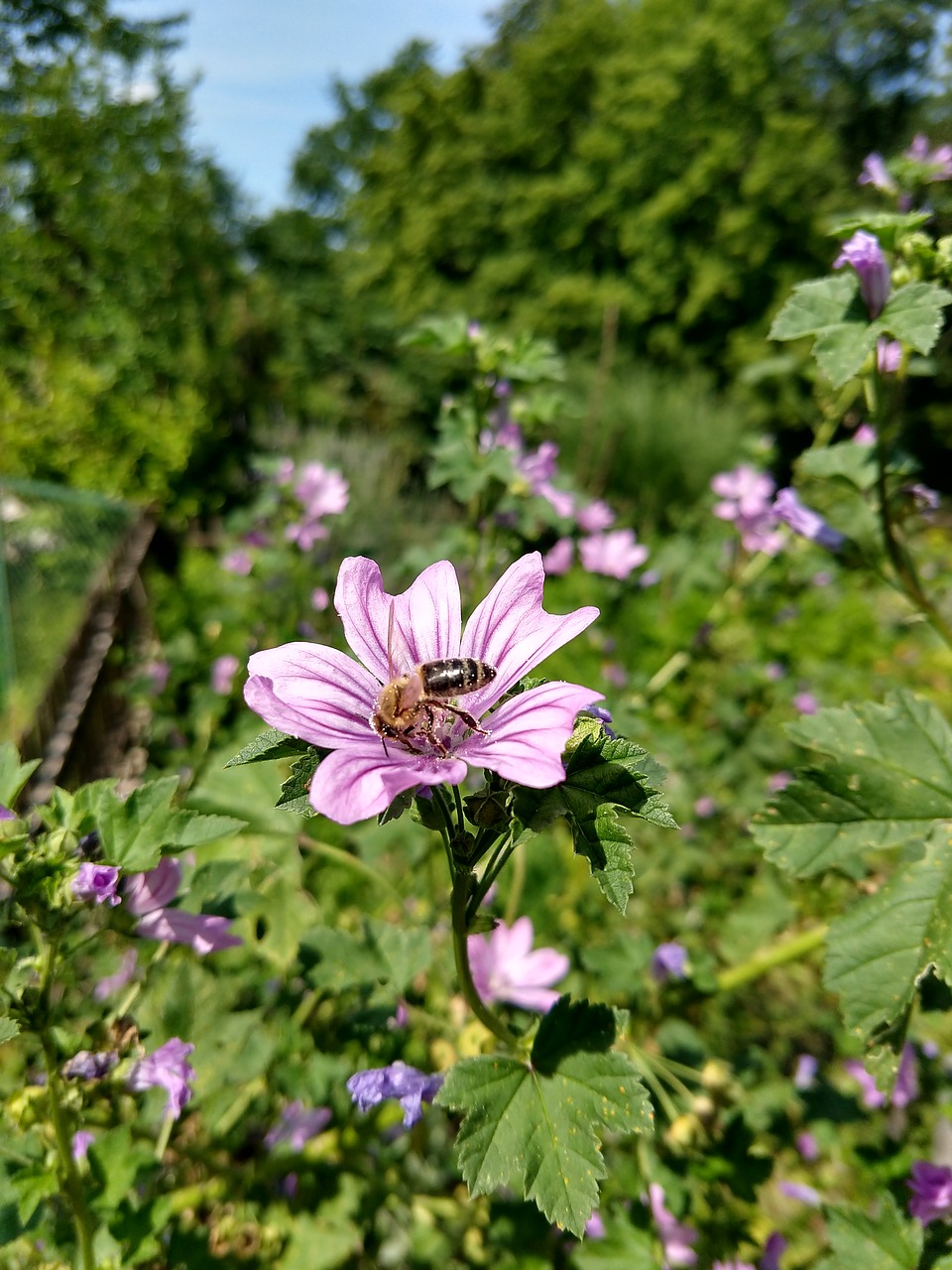 bee  flower  violet free photo