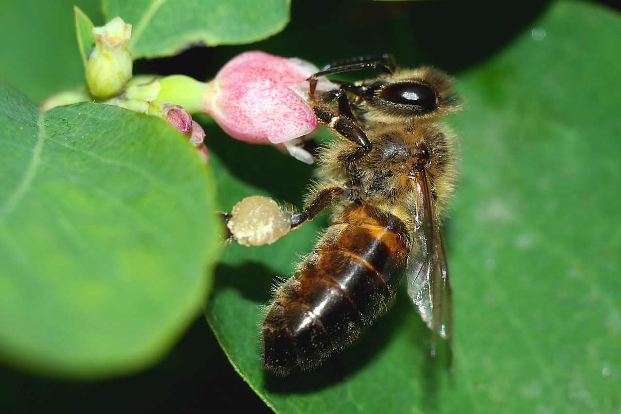 bee  insect  pollination free photo