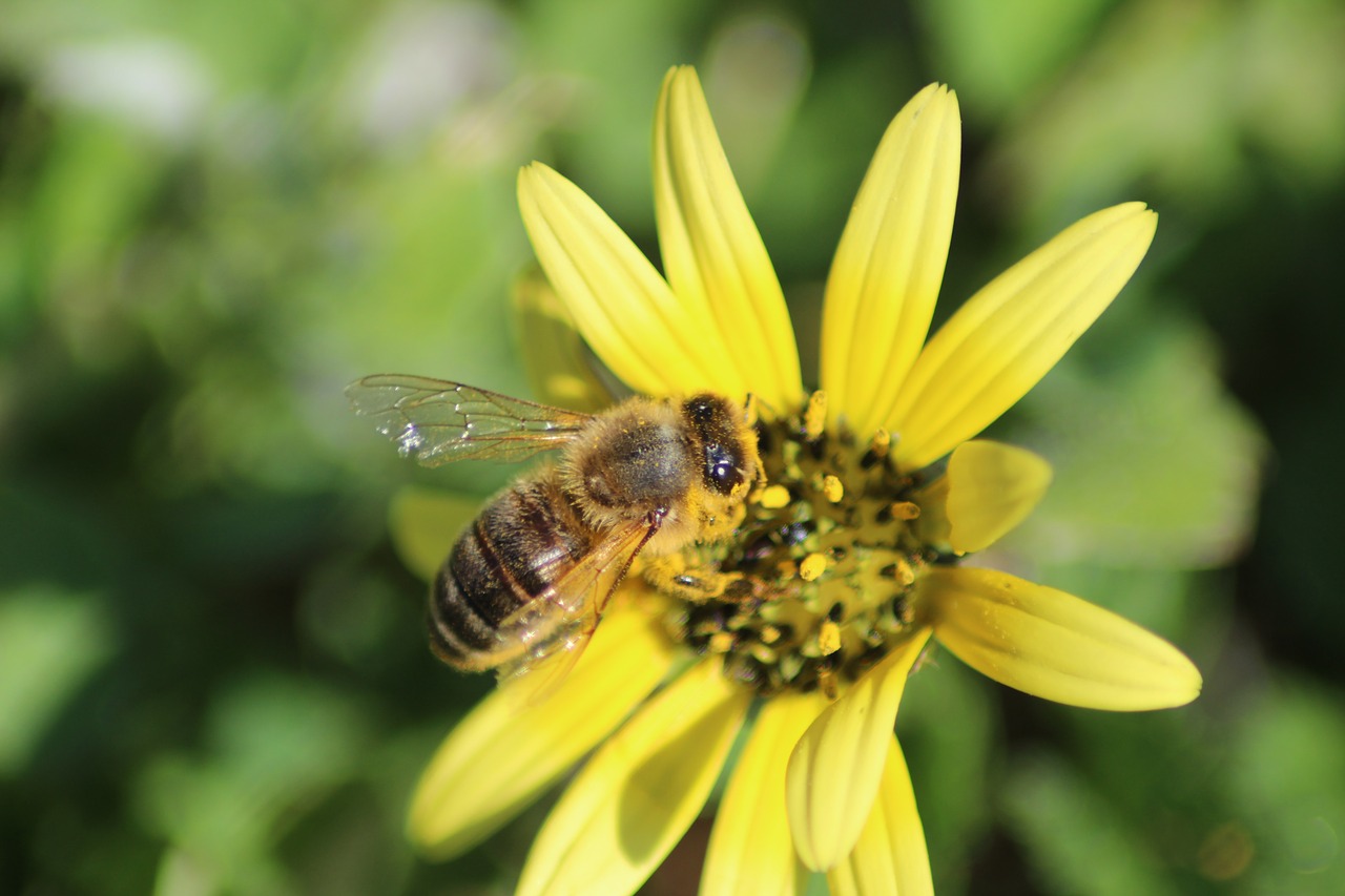 bee  daisy  flower free photo