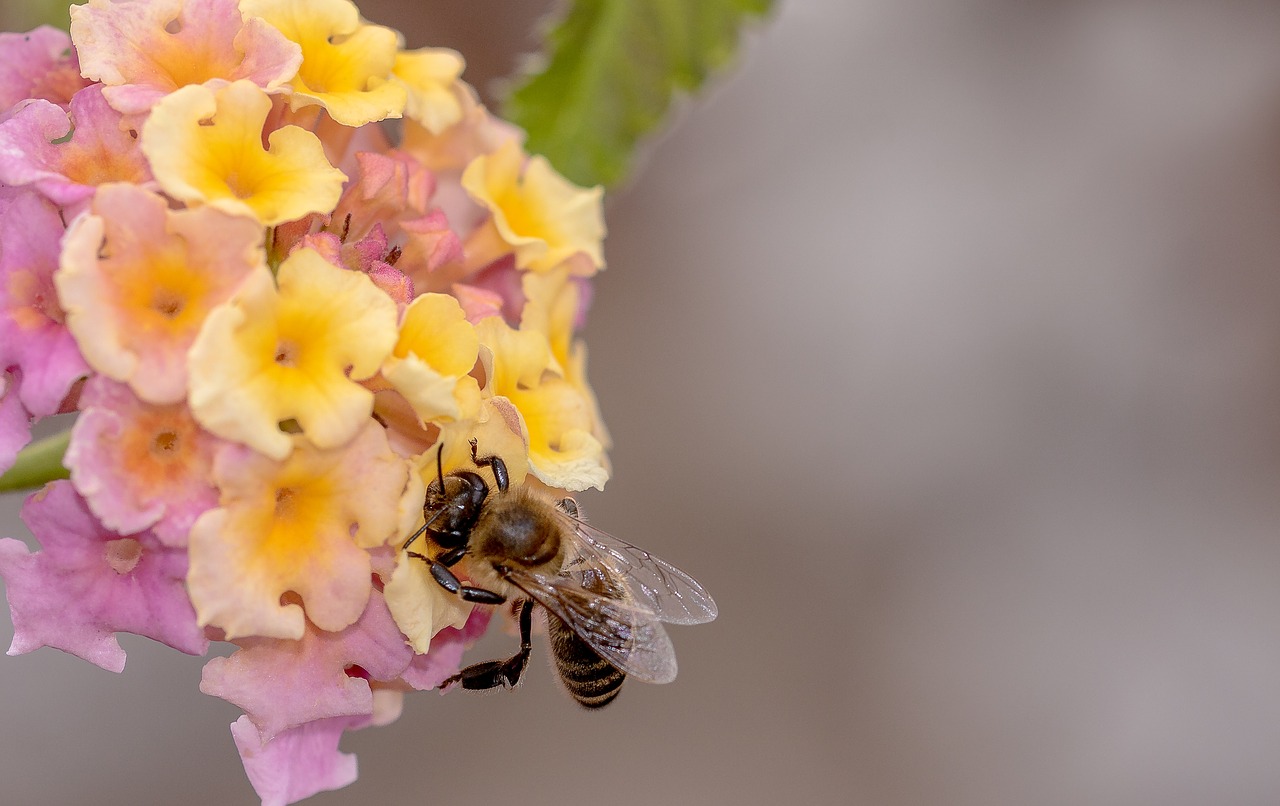 bee  honey bee  insect free photo