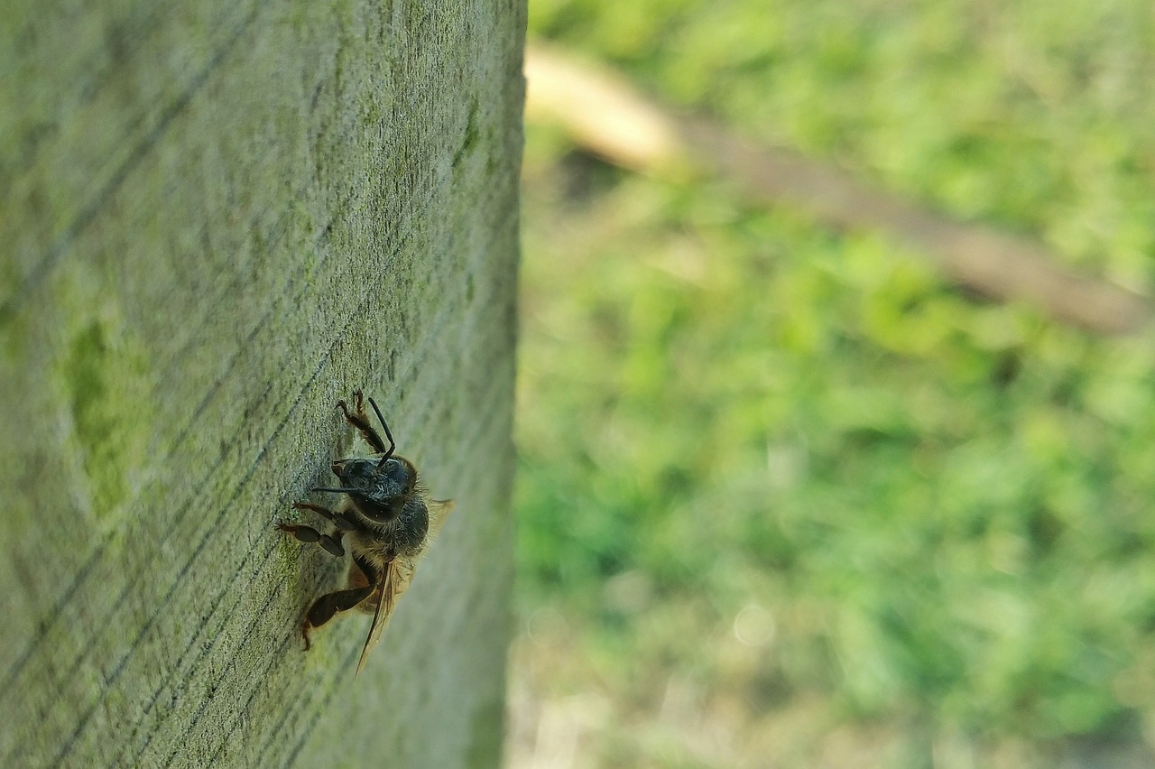 bee  insect  nature free photo