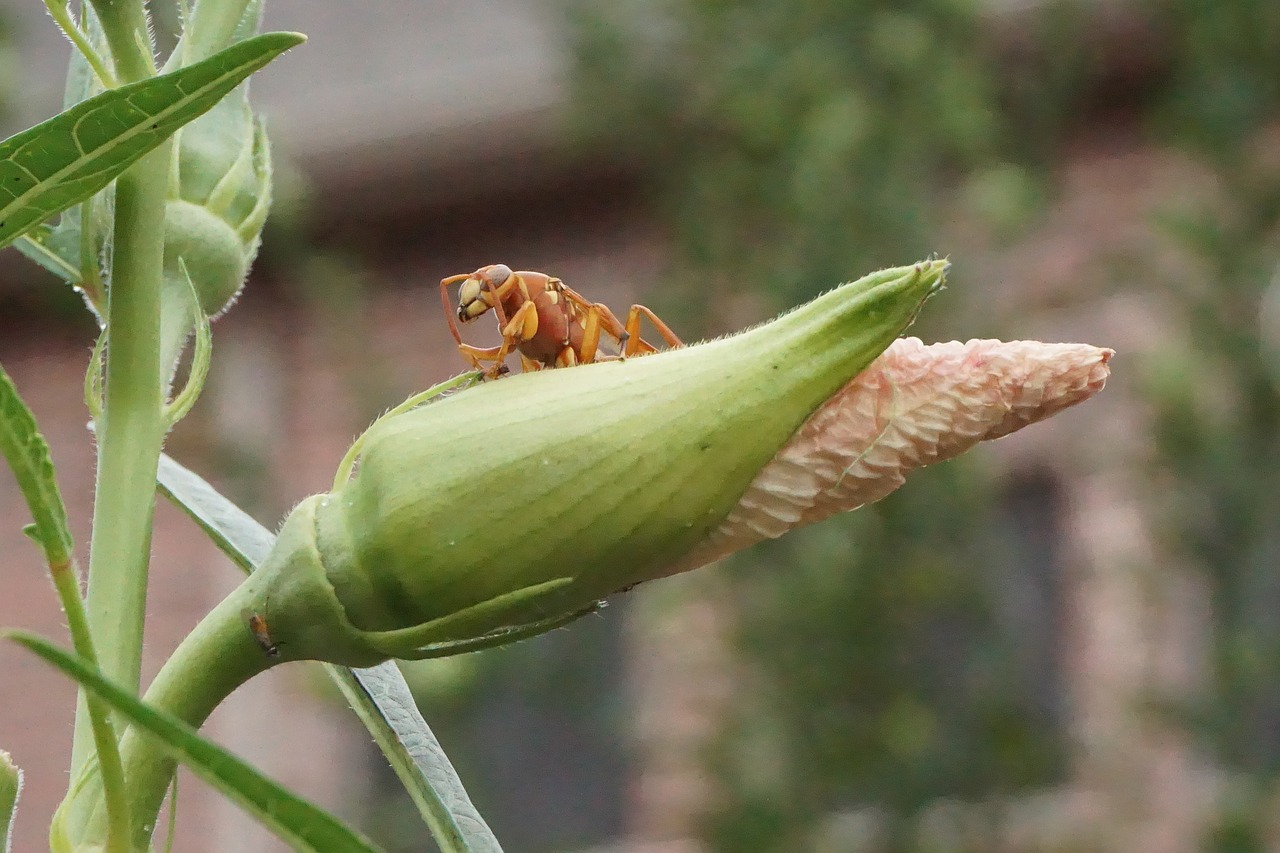 bee  closeup  outside free photo