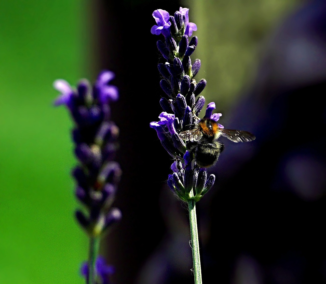 bee  lavender  garden free photo