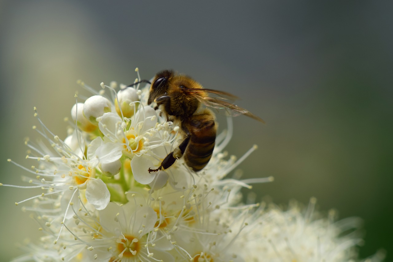 bee  flower  blossom free photo