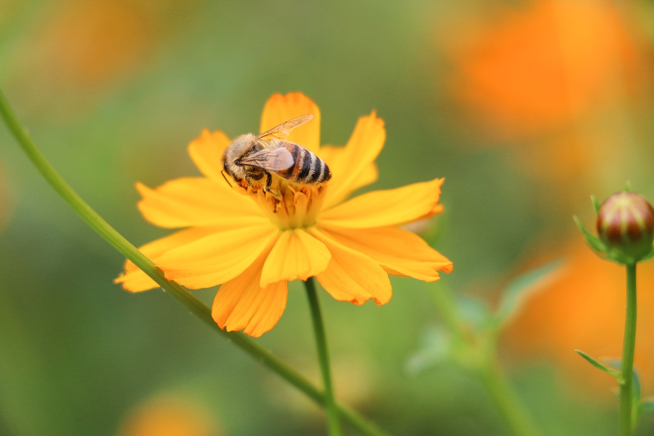 bee  flower  pollen free photo