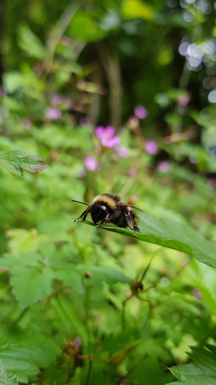 bee  flowers  nature free photo