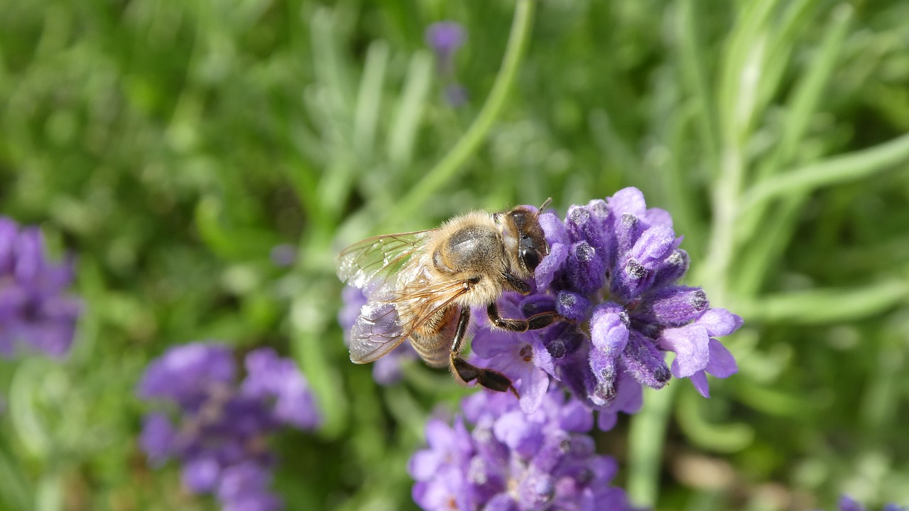 bee  insect  lavender free photo