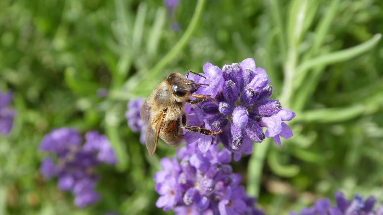 bee  insect  lavender free photo