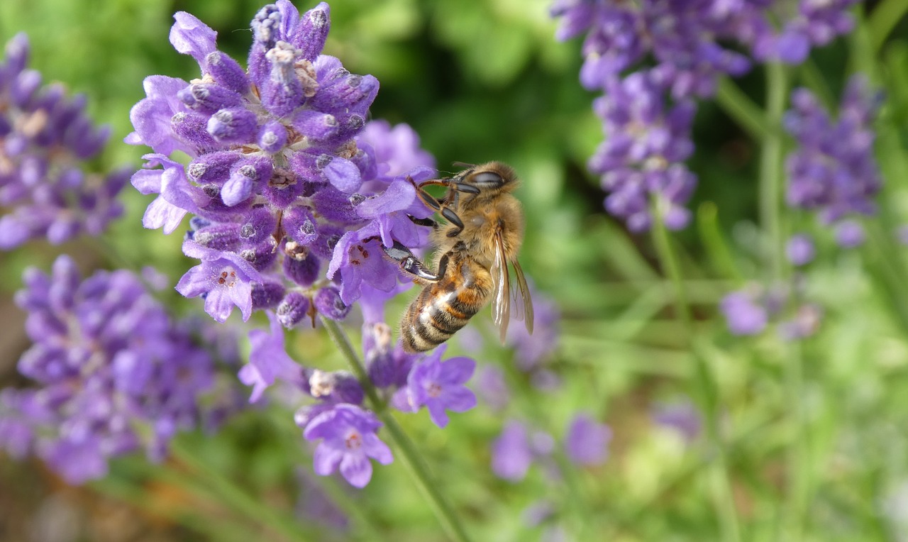 bee  insect  lavender free photo