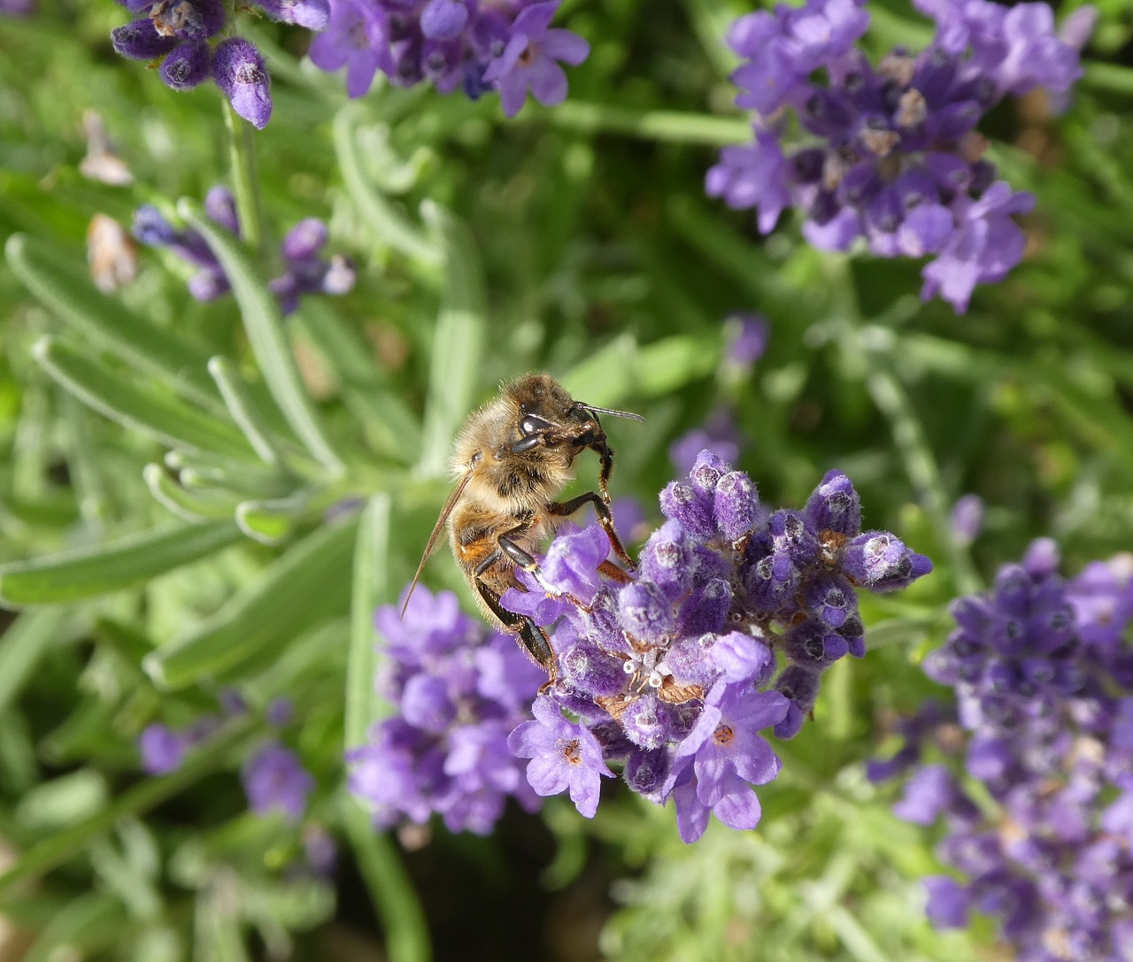 bee  insect  lavender free photo