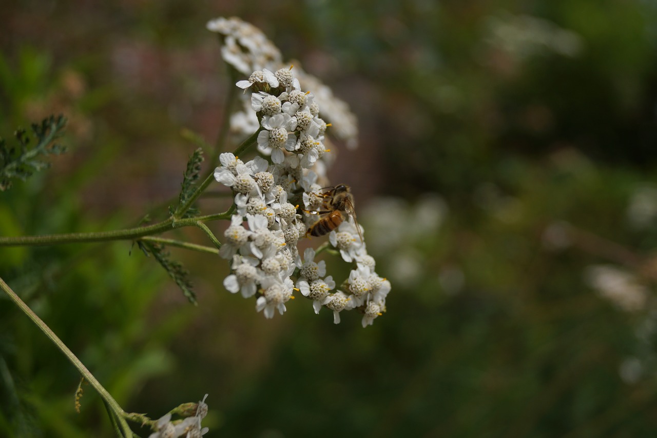 bee  seoul national university  lovely environment free photo