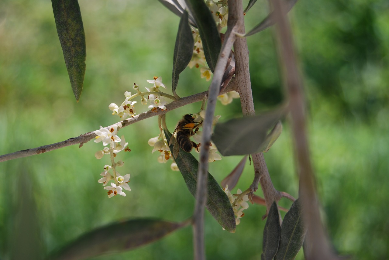 bee  honey bee  olive tree free photo